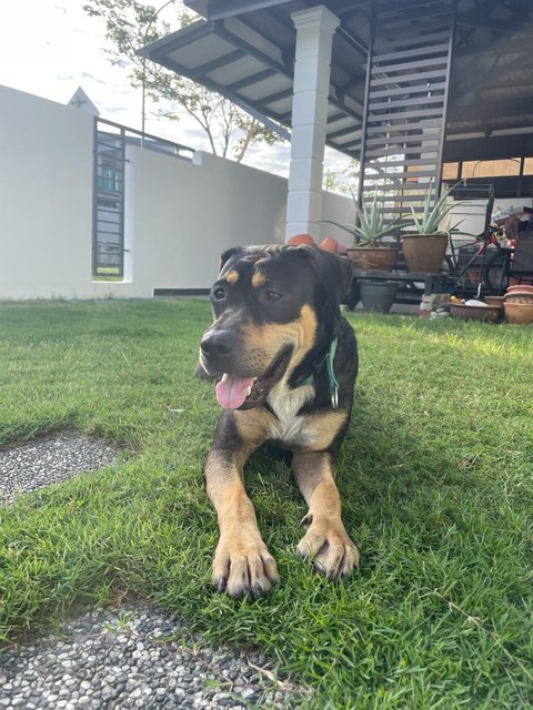 Lantern  - Mixed Breed Dog