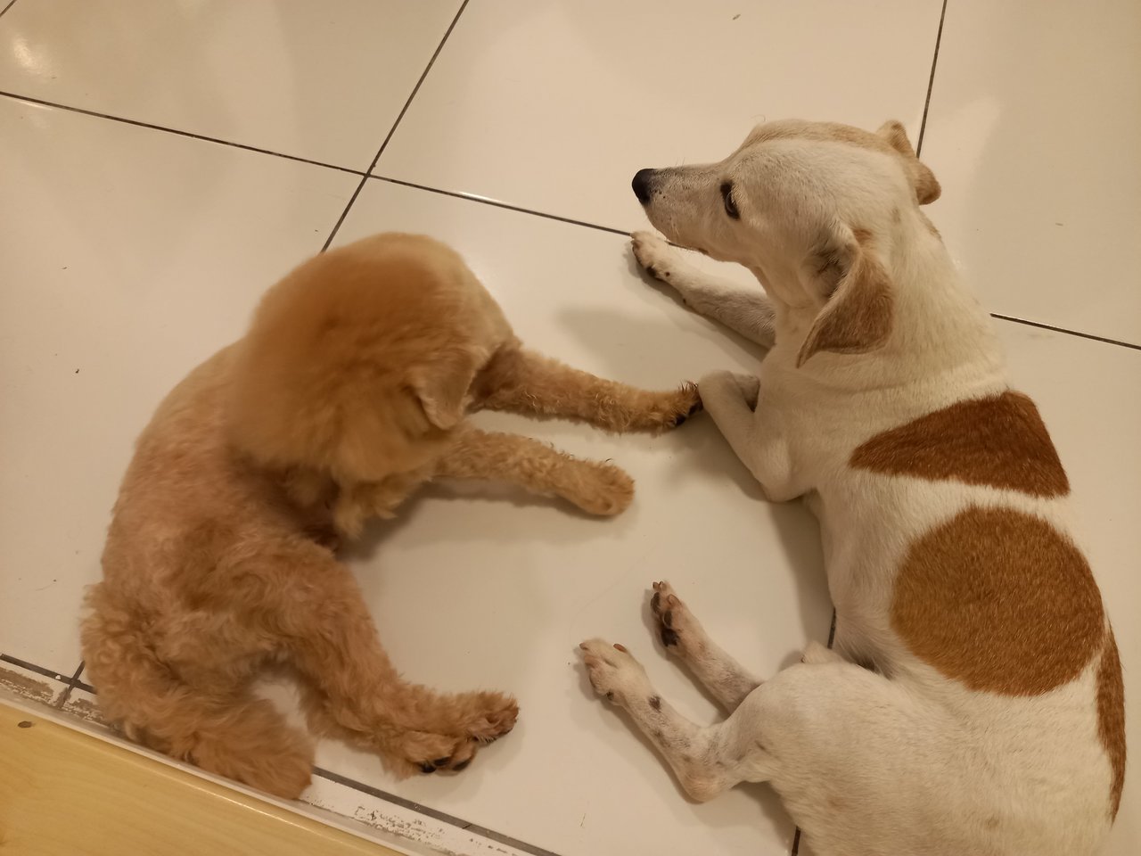 Butter And Biscuit  - Jack Russell Terrier + Poodle Dog