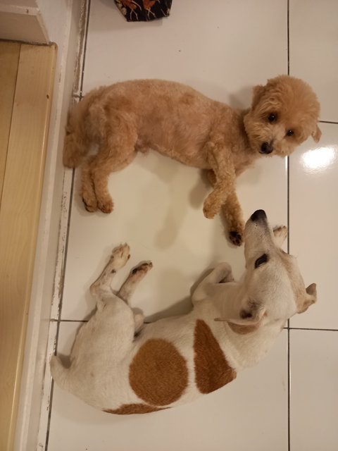 Butter And Biscuit  - Jack Russell Terrier + Poodle Dog