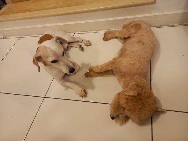 Butter And Biscuit  - Jack Russell Terrier + Poodle Dog