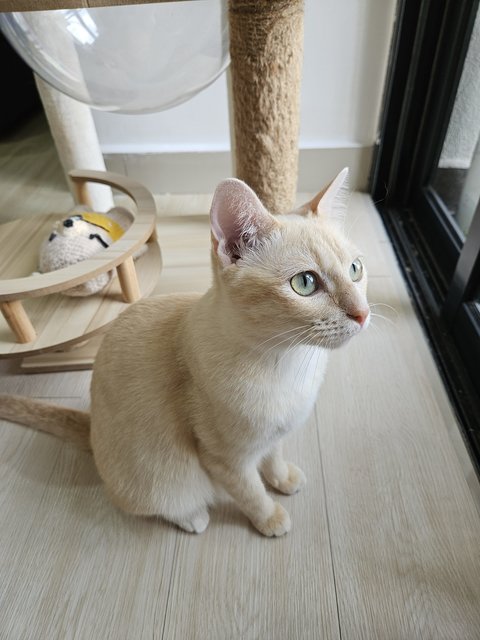 Mochi - Domestic Short Hair Cat