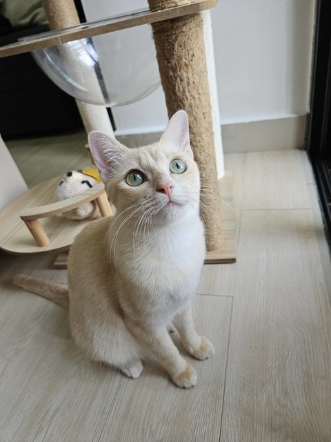 Mochi - Domestic Short Hair Cat