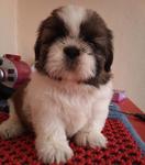 Shihtzu Puppy - Shih Tzu Dog