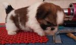 Shihtzu Puppy - Shih Tzu Dog