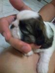 Shihtzu Puppy - Shih Tzu Dog