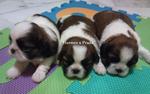 Shihtzu Puppy - Shih Tzu Dog