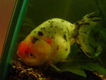 ranchu