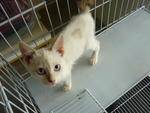 3 Female Kittens - Domestic Short Hair Cat