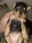 Mini Pinscher  - Miniature Pinscher + Chihuahua Dog