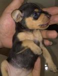 Mini Pinscher  - Miniature Pinscher + Chihuahua Dog