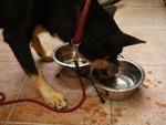 slurp.. eat, drink, eat, drink.. goes hand in hand when it comes to kibbles!