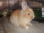 PF13247 - Angora Rabbit + Bunny Rabbit Rabbit