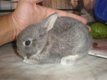 PF13249 - Netherland Dwarf + Bunny Rabbit Rabbit