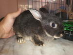 Smokey - Netherland Dwarf Rabbit