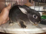 Smokey - Netherland Dwarf Rabbit