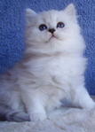 PF13263 - Ragdoll Cat