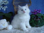 PF13263 - Ragdoll Cat