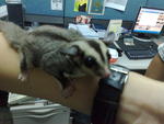 Sugar Glider - Sugar Glider Small & Furry