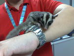 Sugar Glider - Sugar Glider Small & Furry