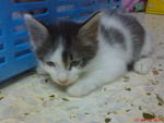 Kitten For Adoption - Domestic Short Hair Cat