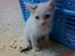 Kitten For Adoption - Domestic Short Hair Cat