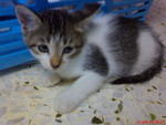 Kitten For Adoption - Domestic Short Hair Cat