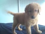 Imported Us Line Golden Retriever  - Golden Retriever Dog