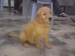 Imported Us Line Golden Retriever  - Golden Retriever Dog