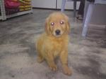 Imported Us Line Golden Retriever  - Golden Retriever Dog