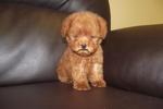 Imported Super Red Toy Poodle (Fci) - Poodle Dog