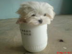 Teacup Maltese (Fci/aku) - Maltese Dog