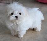 Teacup Maltese (Fci/aku) - Maltese Dog