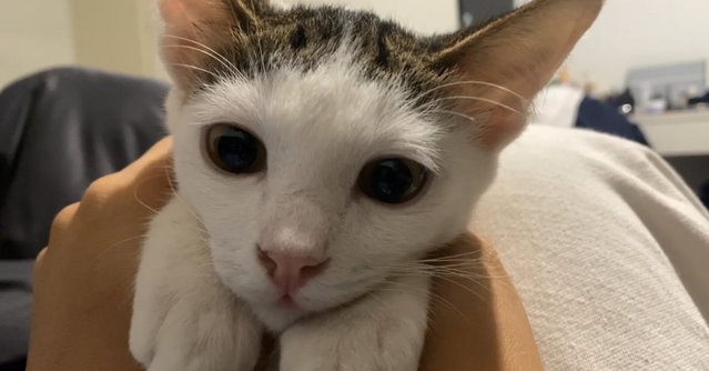 Charlie - Domestic Short Hair + Turkish Van Cat