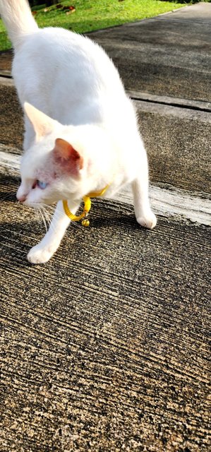 Found White Cat - Domestic Short Hair Cat