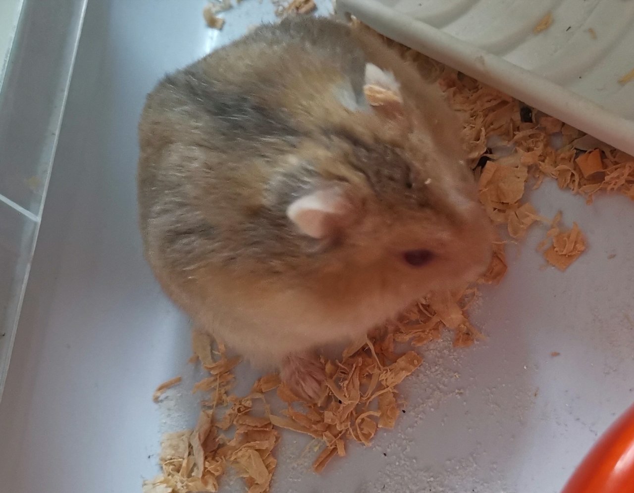 Golden Winter Dwarf Hamsters  - Short Dwarf Hamster Hamster