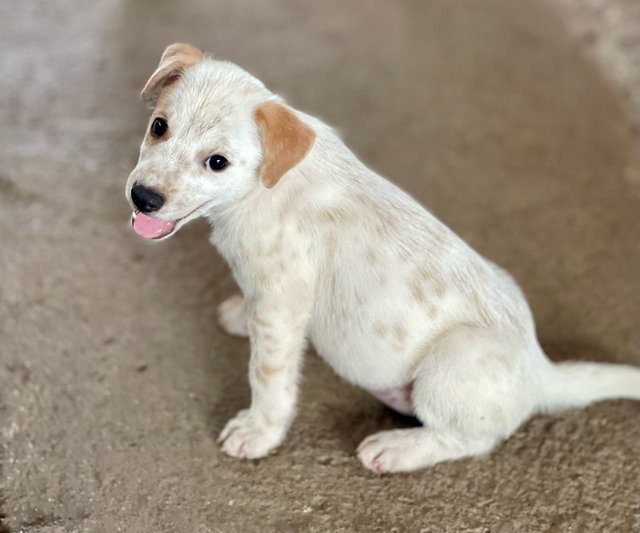 Chester - Mixed Breed Dog