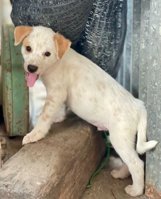 Chester - Mixed Breed Dog