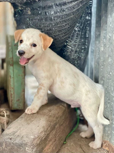 Chester - Mixed Breed Dog