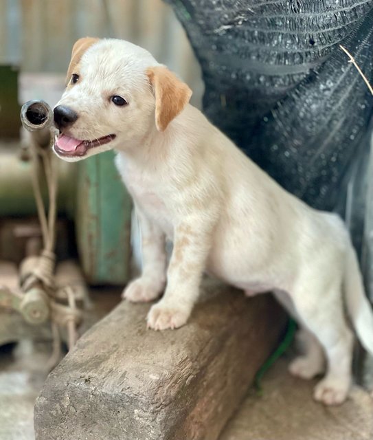 Chester - Mixed Breed Dog