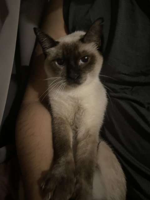 Mimi (Xandra) - Applehead Siamese Cat