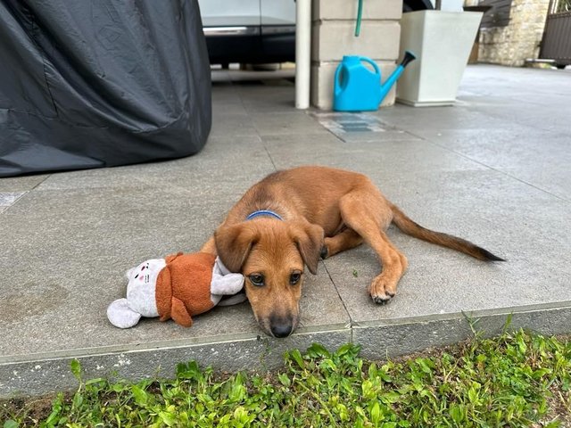 Rishi - Mixed Breed Dog