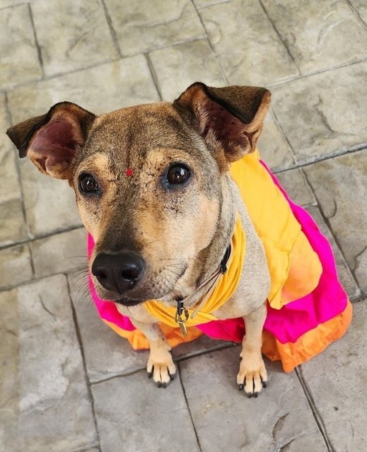 Pamo - Mixed Breed Dog