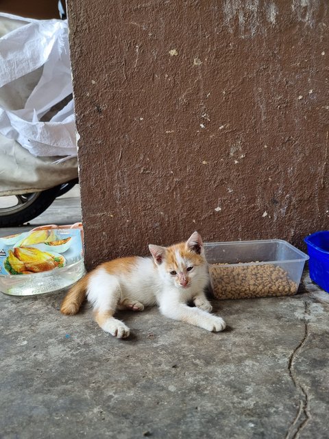 Qq - Domestic Short Hair Cat