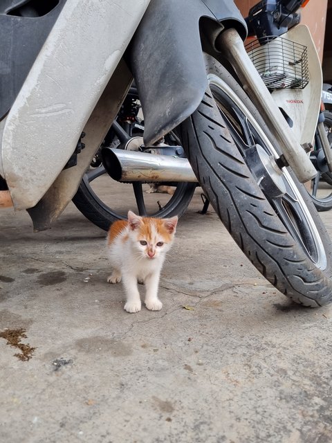 Qq - Domestic Short Hair Cat