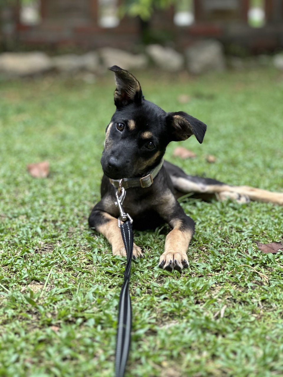 Ginny - Mixed Breed Dog