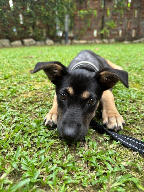 Ginny - Mixed Breed Dog