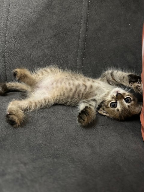 Mini - Domestic Medium Hair Cat