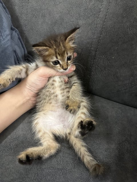 Mini - Domestic Medium Hair Cat