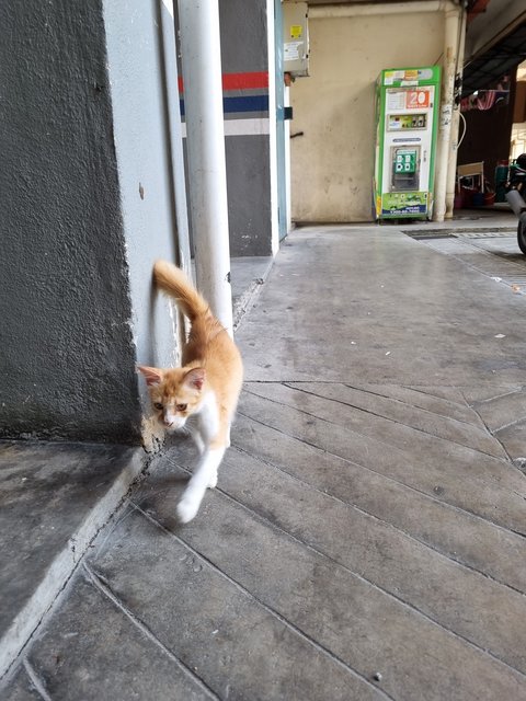 Ray - Domestic Medium Hair Cat