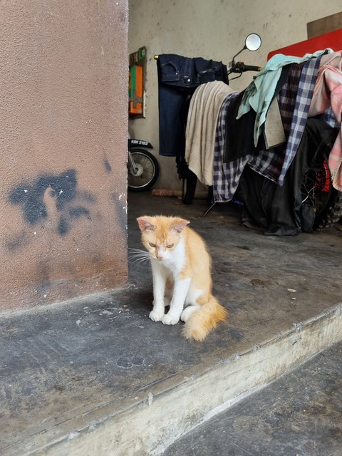 Ray - Domestic Medium Hair Cat